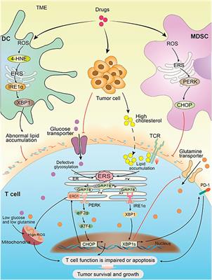 The Road of Solid Tumor Survival: From Drug-Induced Endoplasmic Reticulum Stress to Drug Resistance